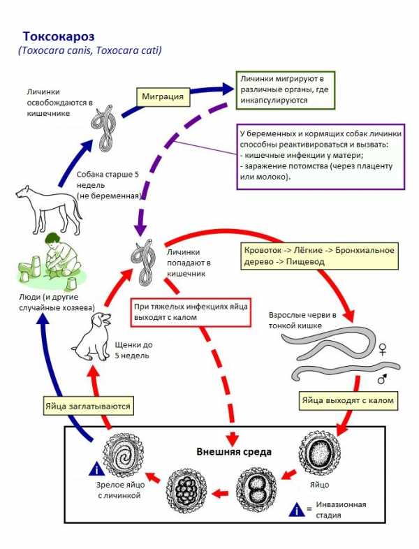 Токсокароз у взрослых фото