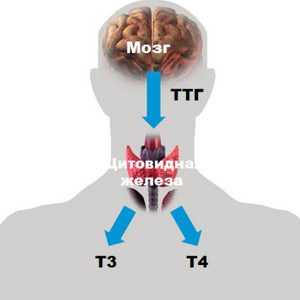 Ттг норма после удаления щитовидки – Норма гормона ТТГ после удаления