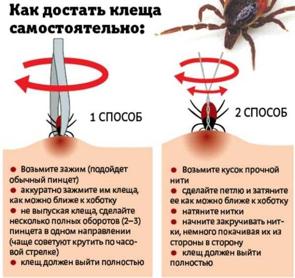 Признаки энцефалита после укуса клеща у человека фото признаки