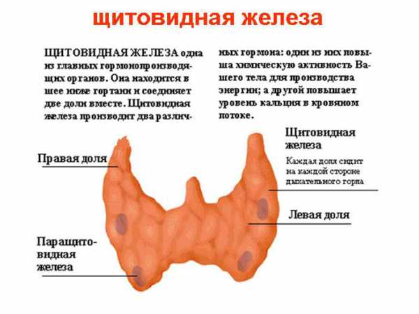 Как выглядят узлы щитовидной железы фото