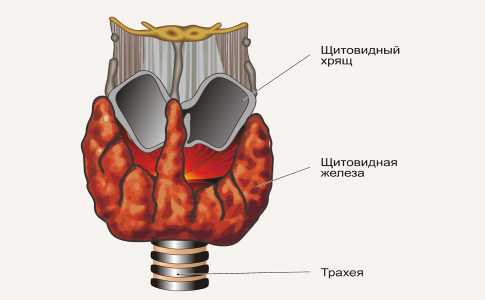 Как выглядят узлы щитовидной железы фото