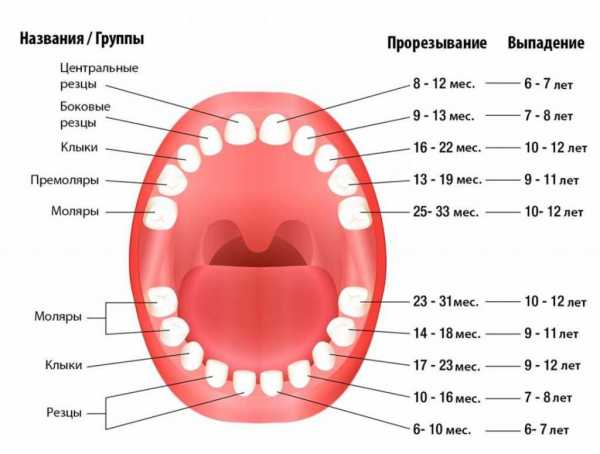 Где находятся глазные зубы у детей фото