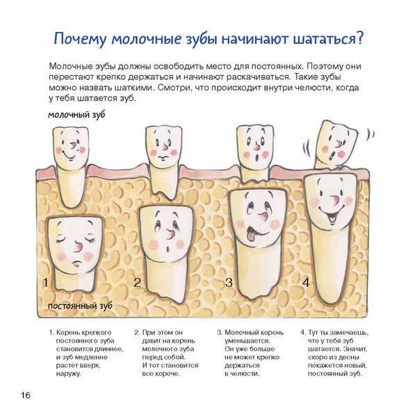 Как растут зубы у малышей по месяцам порядок фото