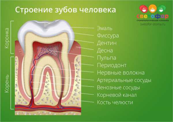 Строение зуба человека фото с описанием