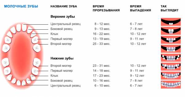 Какие зубы и в каком возрасте меняются у детей схема