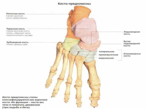 Таранная кость стопы где находится у человека фото