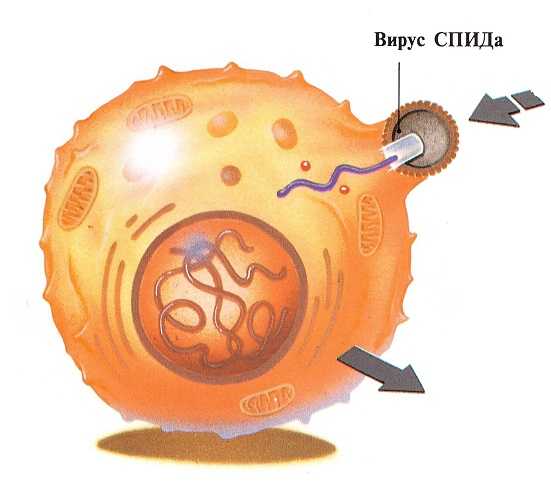 Спид как выглядит вирус фото