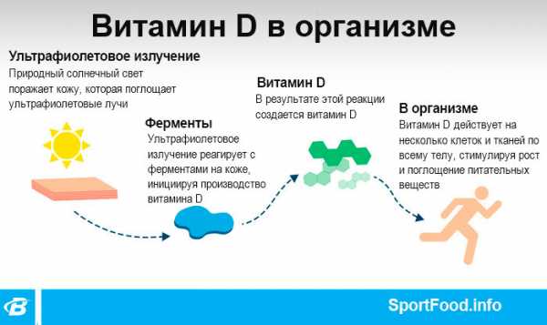 Схема обмена витамина д