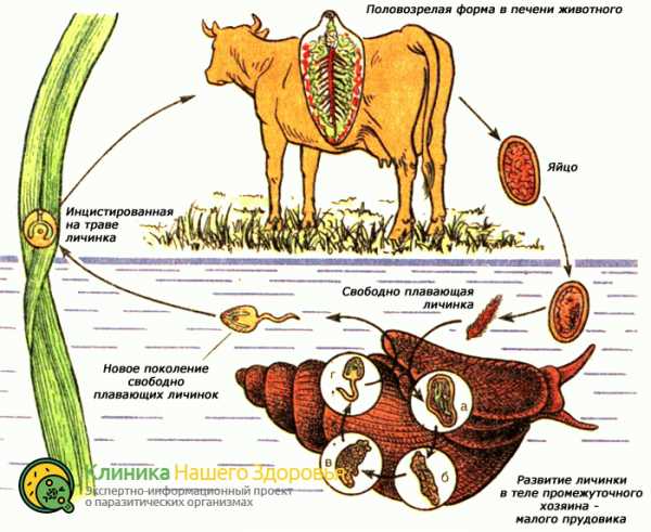 Развитие печеночного сосальщика рисунок