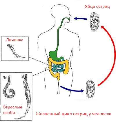 Картинка органы во время беременности