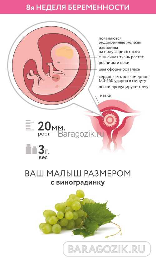 Сегодня 8 недель. Размер малыша на 8 неделе беременности. Эмбрион на 8 неделе акушерской беременности. Размер ребёнка в 8 недель беременности. Восемь недель беременности размер плода.