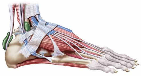 Схема сухожилий стопы