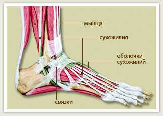Схема сухожилий стопы
