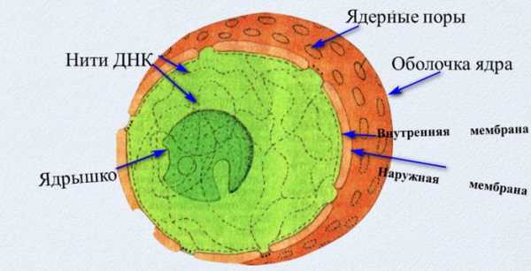 Сколько весит ядро линукс