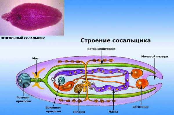 Яйца печеночного сосальщика фото