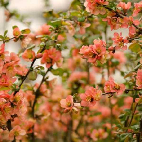 Айва японская розовая фото