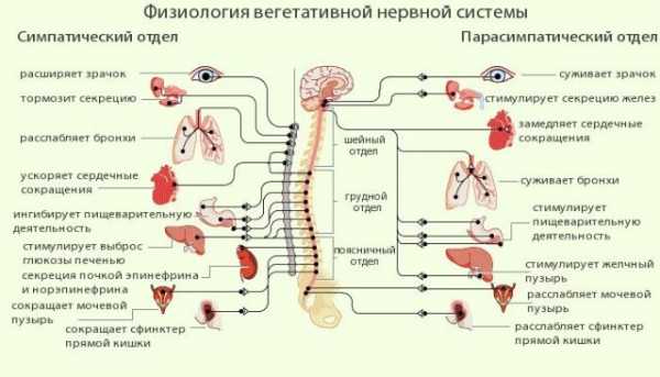 Заболевания нервной системы картинки