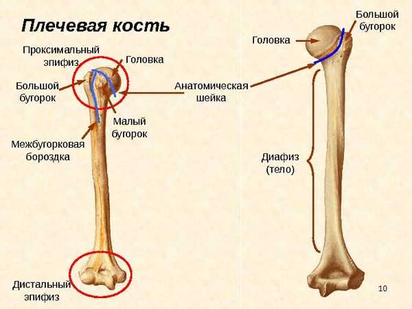 Закрытый перелом плечевой кости карта вызова смп