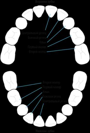 Сделайте подписи к обозначениям на рисунке зуба