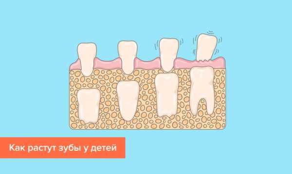 Схема роста зубов у детей по возрасту