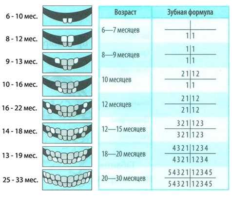 Схема роста зубов у детей по возрасту