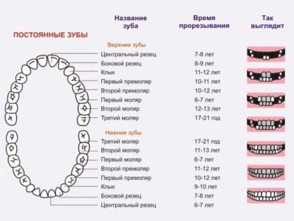 Какие зубы меняются у детей на коренные схема и в каком возрасте фото