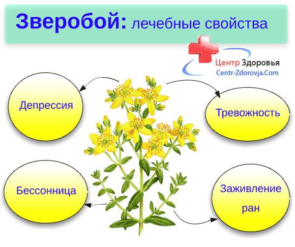 Зверобой лекарство – Зверобой в таблетках от депрессии: инструкция по ...